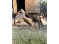 indicke-bezce-small-0