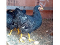 kohut-cistokrvny-small-1