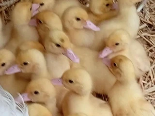 kacicky