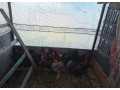 predam-mladych-kohutov-small-0