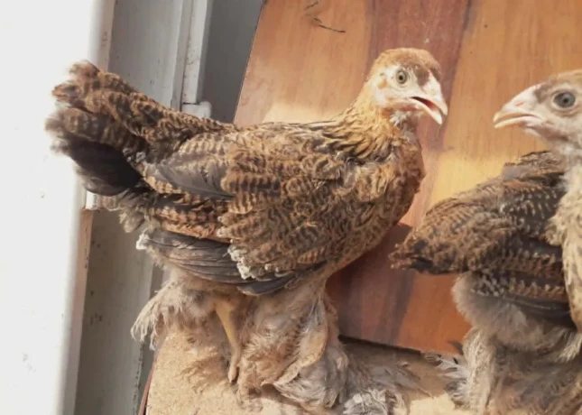 brahmanka-velka-big-3