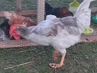 kohuty