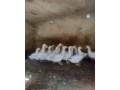 husokacky-small-1