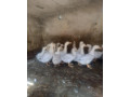 husokacky-small-2