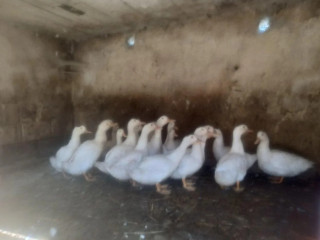 husokacky