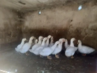 husokacky