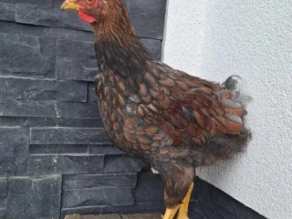 kohutik-wyandotka-velka