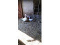 predam-husy-small-1