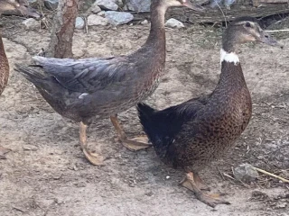 indicke-bezce