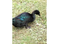 predam-kacky-plemena-kajuga-small-4