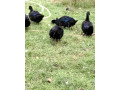 predam-kacky-plemena-kajuga-small-3