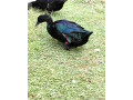 predam-kacky-plemena-kajuga-small-2