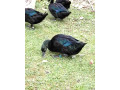 predam-kacky-plemena-kajuga-small-1