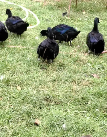 predam-kacky-plemena-kajuga-big-3