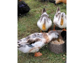 predam-kacky-appelyard-small-2