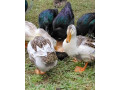 predam-kacky-appelyard-small-1
