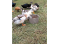 predam-kacky-appelyard-small-0
