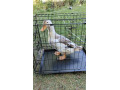 predam-kacky-appelyard-small-3