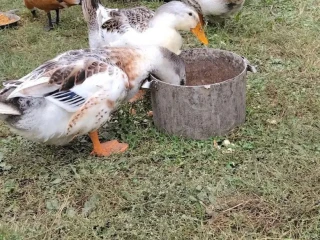 predam-kacky-appelyard