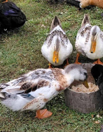 predam-kacky-appelyard-big-2