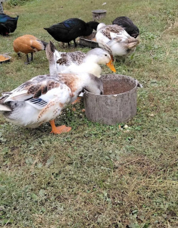 predam-kacky-appelyard-big-0