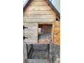 kurnik-pre-slieky-small-1