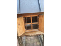 kurnik-pre-slieky-small-4