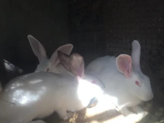 hyla