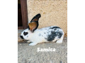 predam-45-mesacne-kraliky-krizenec-nos-a-bo-small-0