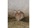 zajac-small-2