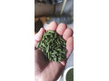 granule-small-3