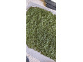 granule-small-0