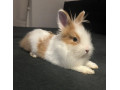 teddy-zajacik-small-0