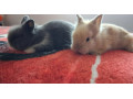 zakrsly-zajacik-small-0