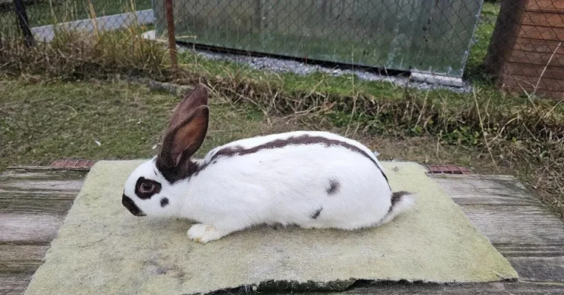 nemecky-obrovity-strakac-havana-samica-big-0