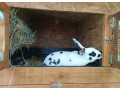 rex-dalmatin-strakac-cierny-small-4