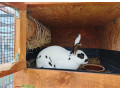 rex-dalmatin-strakac-cierny-small-3