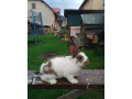 kraliky-small-0