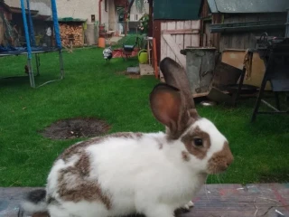 kraliky