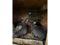 predam-samice-small-4