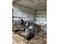 predam-samice-small-3