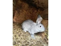 predam-samce-small-3