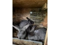 predam-samce-small-4