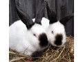 predam-kralika-kalifornskeho-small-2