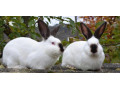 predam-kralika-kalifornskeho-small-1