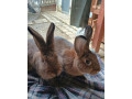 predam-bungurske-sallanderviedensky-divokosfarbeny-small-1
