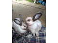 predam-bungurske-sallanderviedensky-divokosfarbeny-small-0