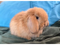 mini-lop-k-rezervacii-small-2