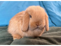 mini-lop-k-rezervacii-small-1