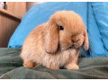mini-lop-k-rezervacii-small-0
